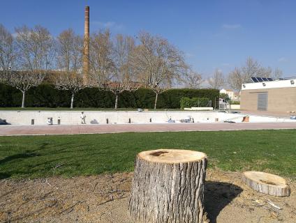 Les arrels del pollancre tallat podien causar escletxes a la piscina